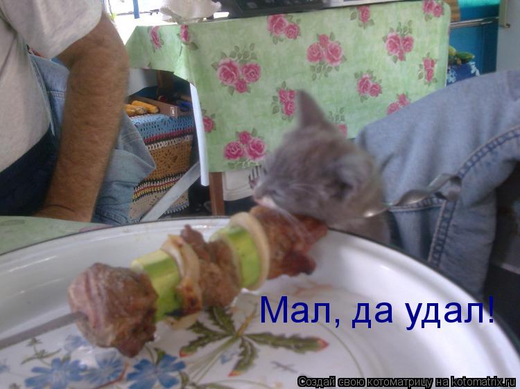 Котоматрица: Мал, да удал!