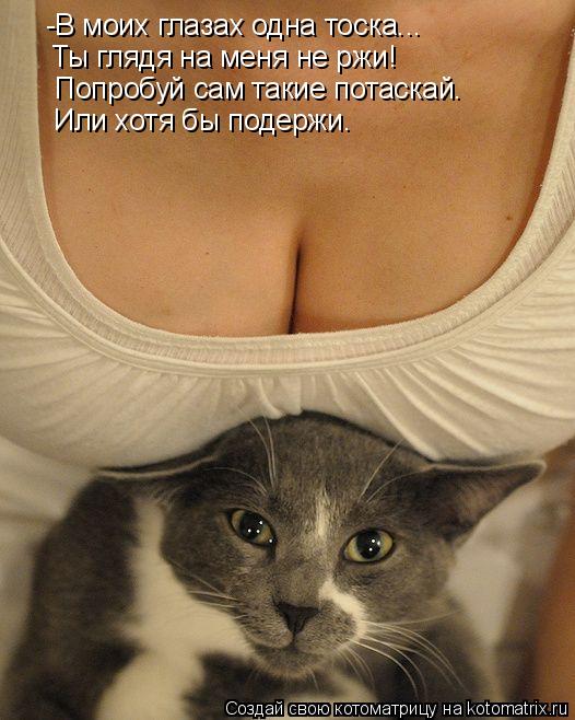 Котоматрица: -В моих глазах одна тоска... Ты глядя на меня не ржи! Попробуй сам такие потаскай. Или хотя бы подержи.