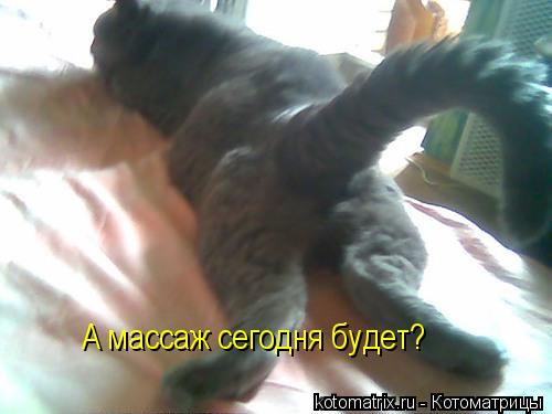 Котоматрица: А массаж сегодня будет?