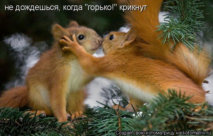 Котоматрица: не дождешься, когда "горько!" крикнут
