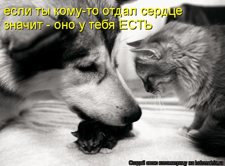 Котоматрица: если ты кому-то отдал сердце значит - оно у тебя ЕСТЬ