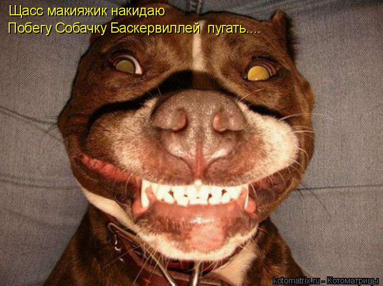 Котоматрица: Щасс макияжик накидаю  Побегу Собачку Баскервиллей  пугать....