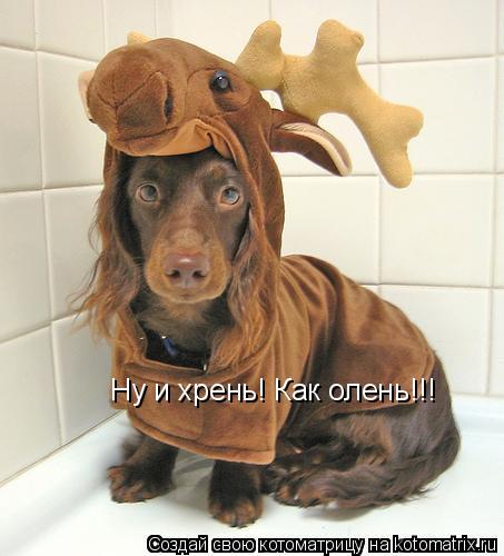 Котоматрица: Ну и хрень! Как олень!!!
