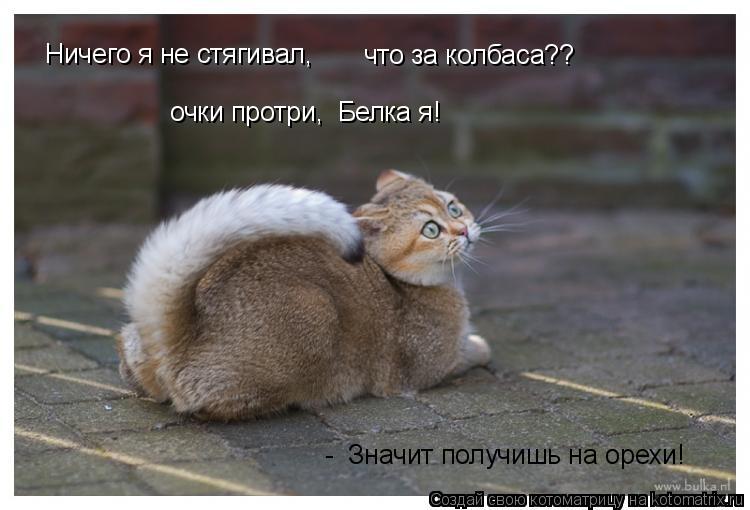Котоматрица: Ничего я не стягивал, очки протри,  Белка я! что за колбаса?? -  Значит получишь на орехи!