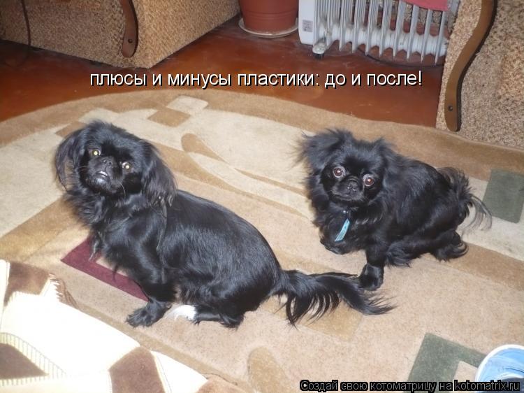 Котоматрица: плюсы и минусы пластики: до и после!