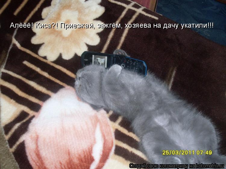Котоматрица: Алёёё! Киса?! Приезжай, зажгём, хозяева на дачу укатили!!!