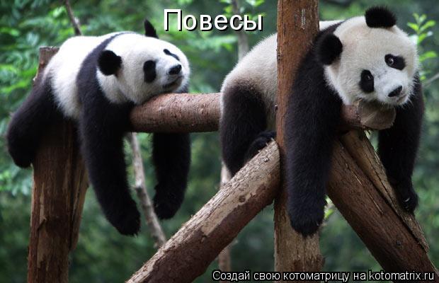 Котоматрица: Повесы