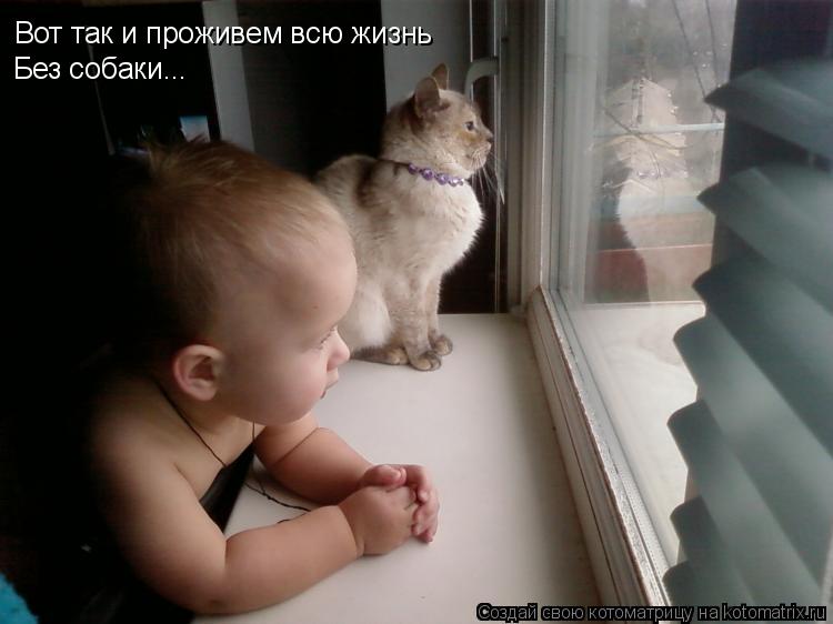 Котоматрица: Вот так и проживем всю жизнь Без собаки...