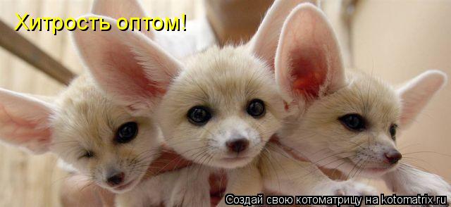 Котоматрица: Хитрость оптом!