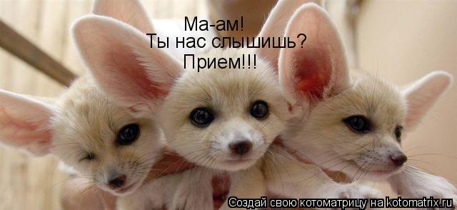 Котоматрица: Ма-ам! Ты нас слышишь? Прием!!!