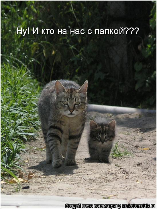Котоматрица: Ну! И кто на нас с папкой???