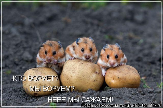 Котоматрица: -КТО ВОРУЕТ? МЫ ВОРУЕМ? НЕЕЕ,МЫ САЖАЕМ!