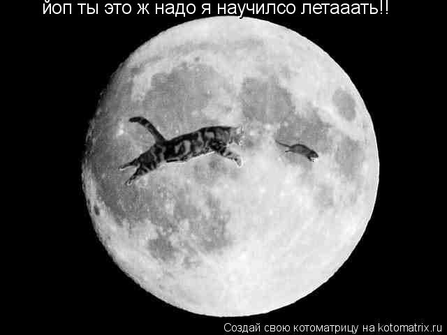 Котоматрица: йоп ты это ж надо я научилсо летааать!!