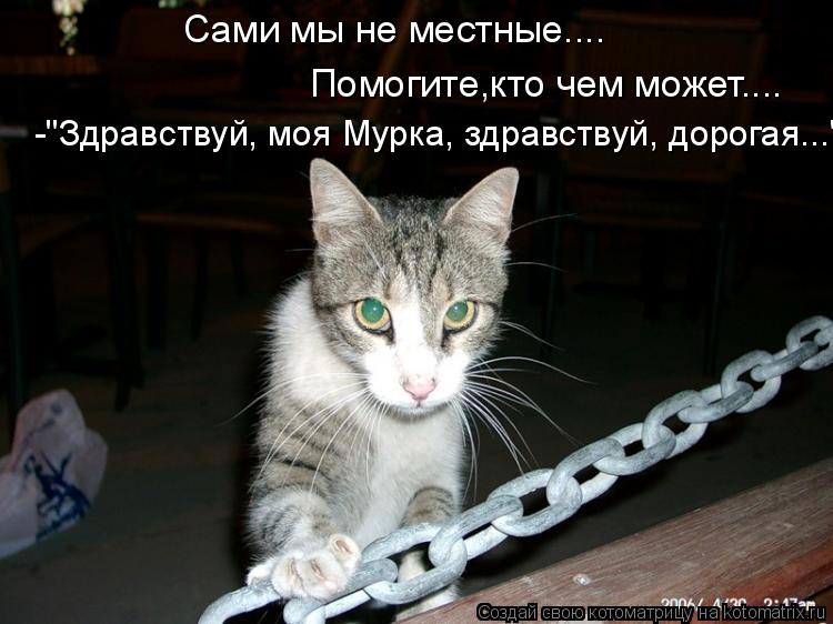 Котоматрица: Сами мы не местные.... Помогите,кто чем может.... -"Здравствуй, моя Мурка, здравствуй, дорогая..."
