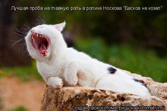 Котоматрица: Лучшая проба на главную роль в ролике Носкова "Басков не козел"