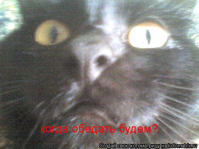 Котоматрица: когда обедать будем?