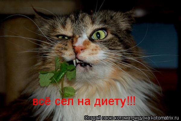 Котоматрица: всё сел на диету!!!