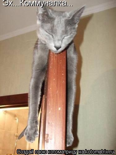 Котоматрица: Эх...Коммуналка...