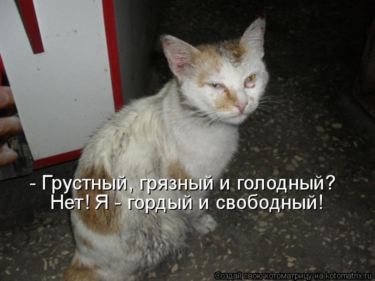 - Грустный, грязный и голодный? Нет! Я - гордый и свободный!... Котоматрица: - Грустный, грязный и голодный? Нет! Я - гордый и свободный!