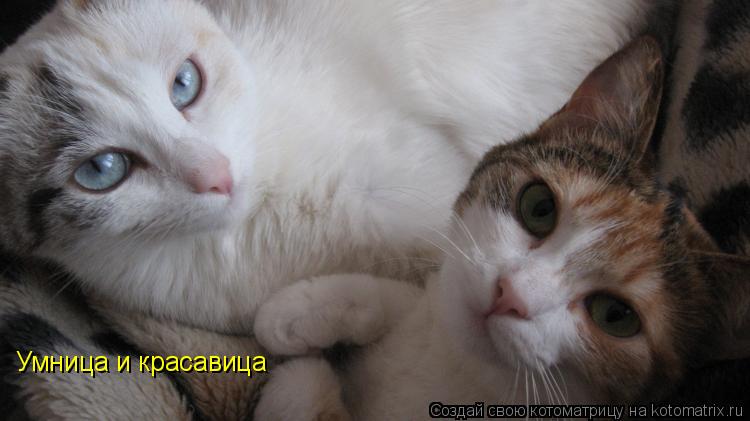 Котоматрица: Умница и красавица