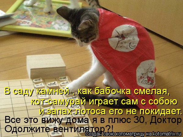 Котоматрица: В саду камней , как бабочка смелая,  кот-самурай играет сам с собою  и запах лотоса его не покидает..  Все это вижу дома я в плюс 30, Доктор. Одолж
