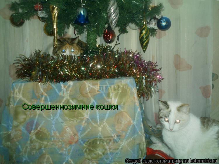 Котоматрица: Совершеннозимние кошки