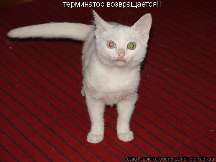 терминатор возвращается!!... Котоматрица: терминатор возвращается!!