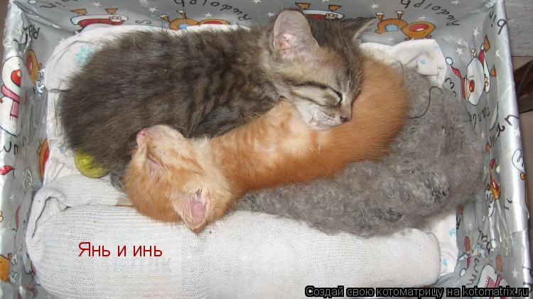 Янь и инь... Котоматрица: Янь и инь