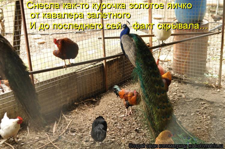 Снесла как-то курочка золотое яичко от кавалера залетного И до последнего сей факт скрывала...... Котоматрица: Снесла как-то курочка золотое яичко от кавалера залетного И до последнего сей факт скрывала...