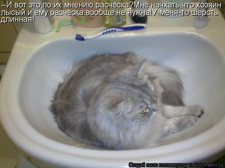 --И вот это,по их мнению,расчёска?Мне начхать,что хозяин лысый и ему расчёска вообще не нужна!У меня-... Котоматрица: --И вот это,по их мнению,расчёска?Мне начхать,что хозяин лысый и ему расчёска вообще не нужна!У меня-то шерсть длинная!