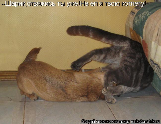 --Шарик,отвяжись ты уже!Не ел я твою котлету!... Котоматрица: --Шарик,отвяжись ты уже!Не ел я твою котлету!