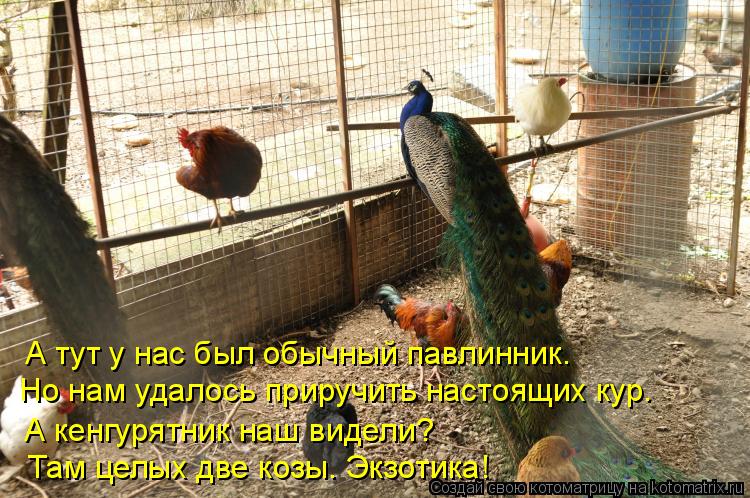 Но нам удалось приручить настоящих кур. Там целых две козы. Экзотика! А кенгурятник наш видели? А ту... Котоматрица: Но нам удалось приручить настоящих кур. Там целых две козы. Экзотика! А кенгурятник наш видели? А тут у нас был обычный павлинник.