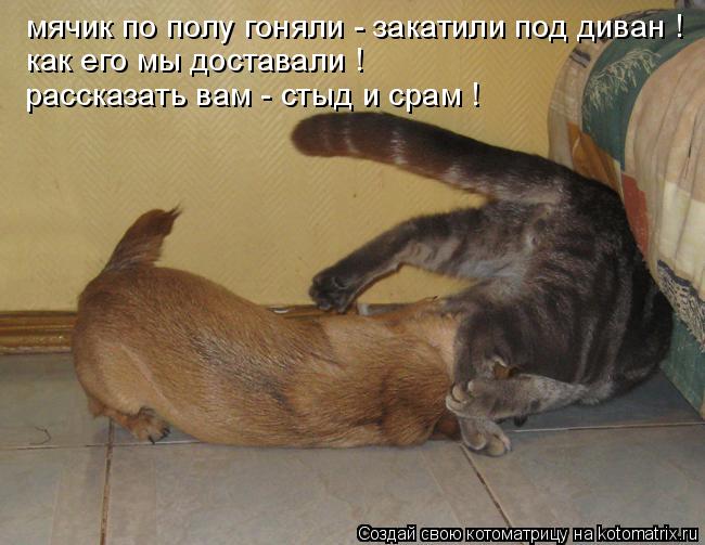 мячик по полу гоняли - закатили под диван ! как его мы доставали ! рассказать вам - стыд и срам !... Котоматрица: мячик по полу гоняли - закатили под диван ! как его мы доставали ! рассказать вам - стыд и срам !