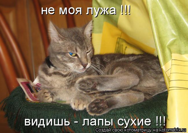 не моя лужа !!! видишь - лапы сухие !!!... Котоматрица: не моя лужа !!! видишь - лапы сухие !!!