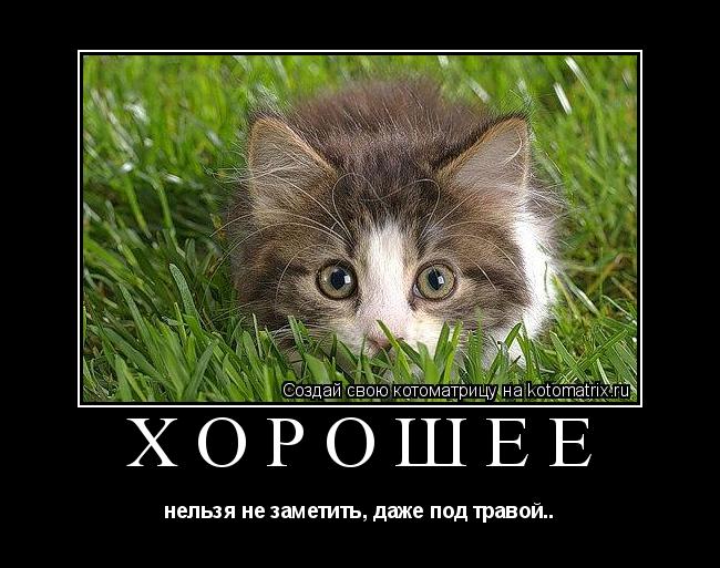 Котоматрица: хорошее нельзя не заметить, даже под травой..