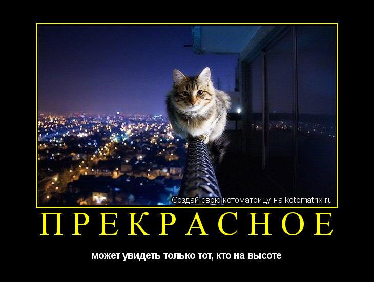 Котоматрица: прекрасное может увидеть только тот, кто на высоте