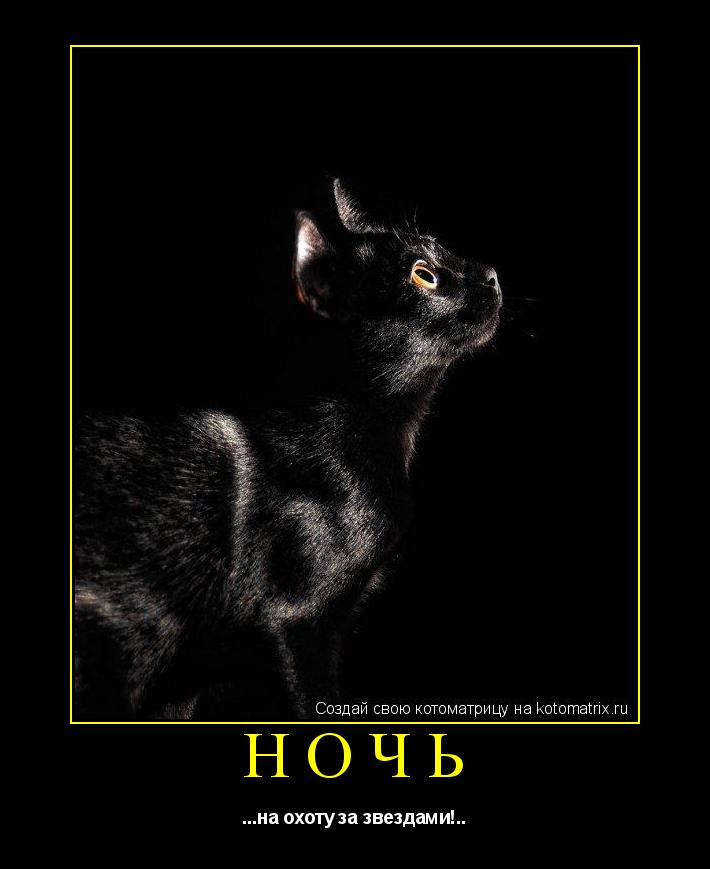 Котоматрица: ночь ...на охоту за звездами!..