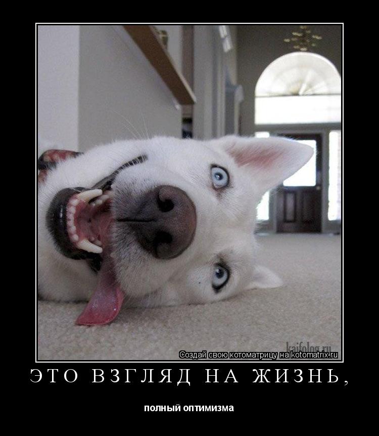 Котоматрица: Это взгляд на жизнь, полный оптимизма