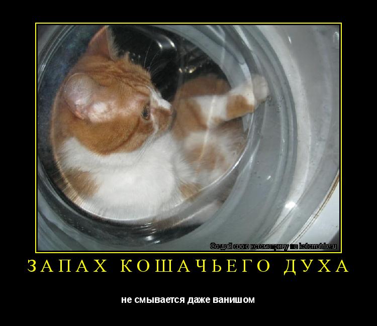 Котоматрица: запах кошачьего духа не смывается даже ванишом