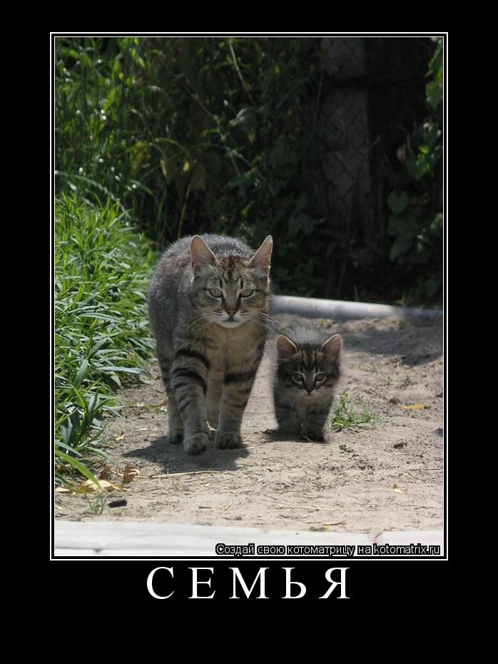 Котоматрица: СЕМЬЯ 
