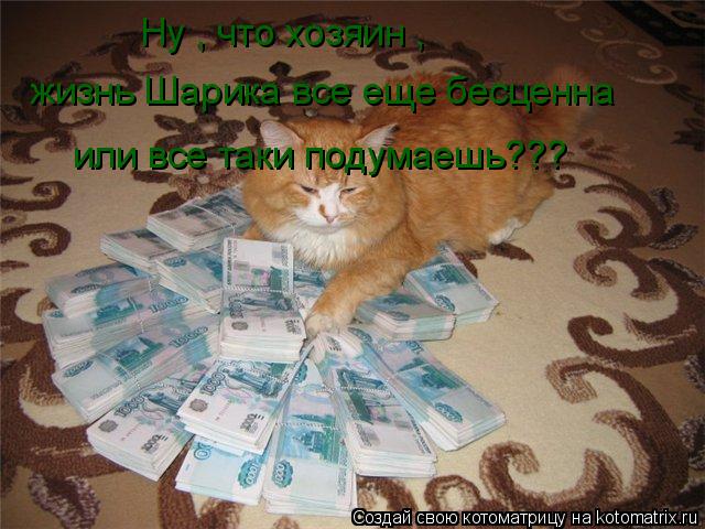 жизнь Шарика все еще бесценна или все таки подумаешь??? Ну , что хозяин ,... Котоматрица: жизнь Шарика все еще бесценна или все таки подумаешь??? Ну , что хозяин ,