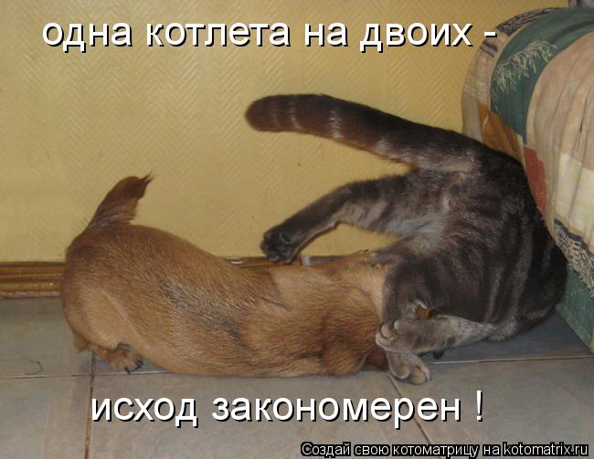 одна котлета на двоих - исход закономерен !... Котоматрица: одна котлета на двоих - исход закономерен !