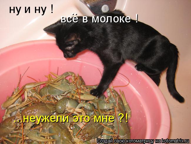 ну и ну ! все в молоке ! .. ...неужели это мне ?!... Котоматрица: ну и ну ! все в молоке ! .. ...неужели это мне ?!
