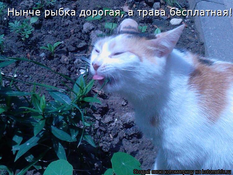 Нынче рыбка дорогая, а трава бесплатная!... Котоматрица: Нынче рыбка дорогая, а трава бесплатная!