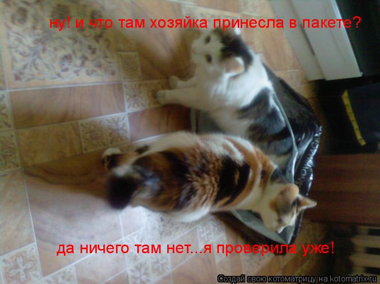 ну! и что там хозяйка принесла в пакете? да ничего там нет...я проверила уже!... Котоматрица: ну! и что там хозяйка принесла в пакете? да ничего там нет...я проверила уже!