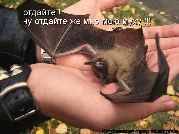 отдайте ! ну отдайте же мне мою муху !!!... Котоматрица: отдайте ! ну отдайте же мне мою муху !!!