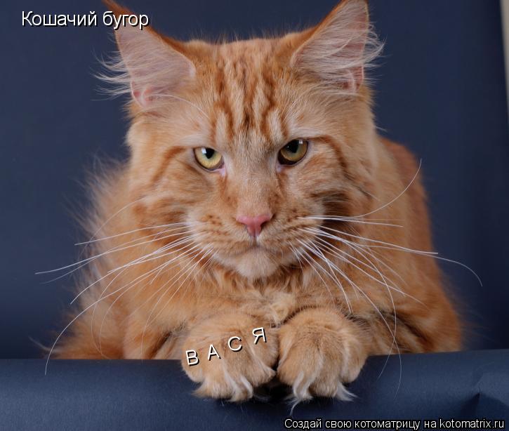 Кошачий бугор В А С Я... Котоматрица: Кошачий бугор В А С Я