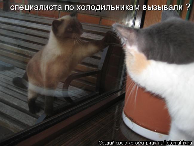 специалиста по холодильникам вызывали ?... Котоматрица: специалиста по холодильникам вызывали ?