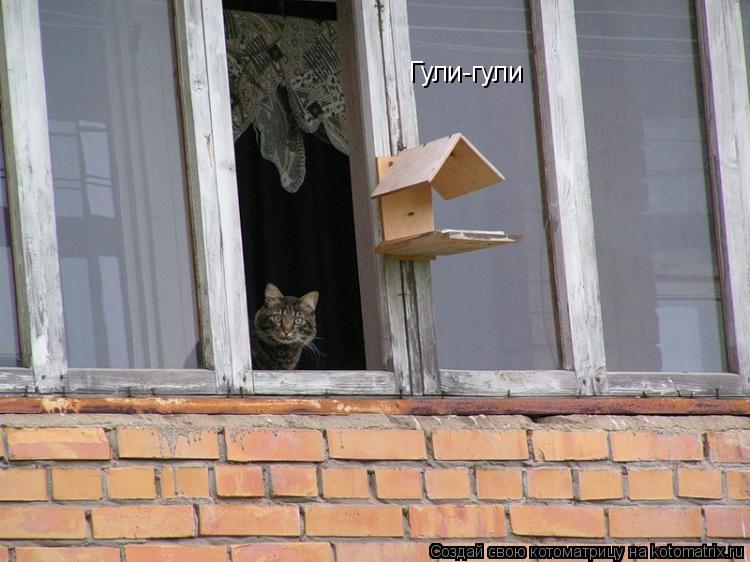 Гули-гули... Котоматрица: Гули-гули