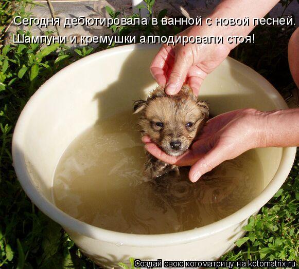 Сегодня дебютировала в ванной с новой песней. Шампуни и кремушки аплодировали стоя!... Котоматрица: Сегодня дебютировала в ванной с новой песней. Шампуни и кремушки аплодировали стоя!